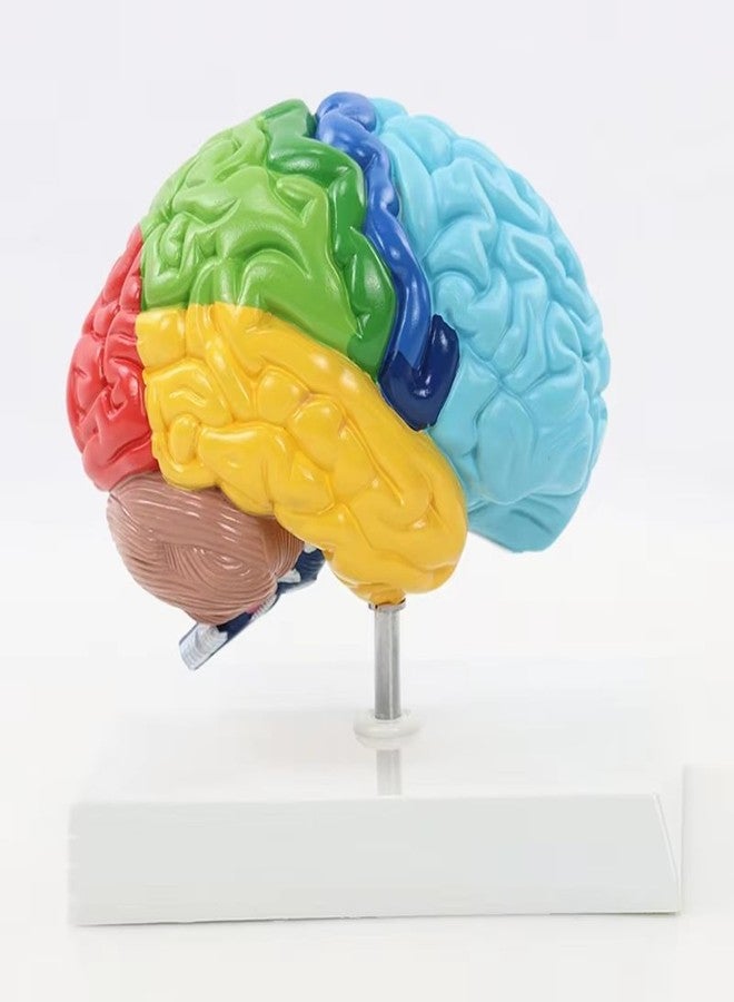 Dranvosk Life Size Human Half Brain Anatomy Model Colored Medical Teaching Tool for Kids Educational Science Kits with Detailed Brain Structure - Image 3